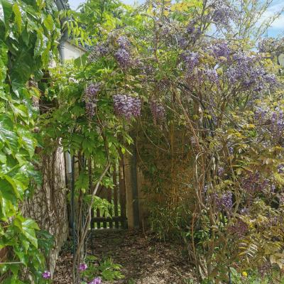 Jardin tonnelle glycine